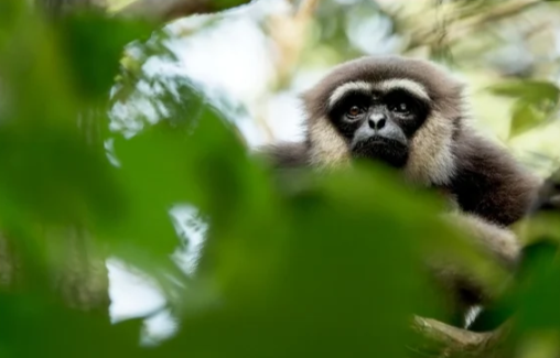 From Bali to Borneo 2025 - 2026: A 14-Day Borneo Wildlife Retreat and Culture Immersion Tour