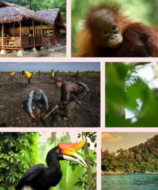 Borneo Jungle Retreats 2026: Where Fabric, Forest, and Friendship Flourish