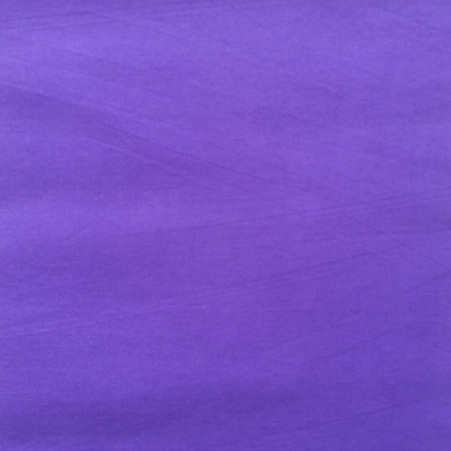 Regal Orchid (Wholesale)